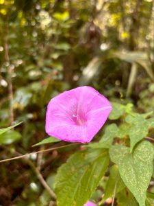 Wekiwa Springs Flower