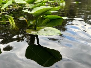 Wekiwa Springs State Park