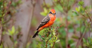 Bird Species at Wekiwa Springs State Park Florida