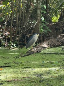 Birding Season at Wekiwa Springs State Park Florida