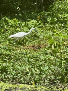 Birdwatching at Wekiwa Springs State Park Florida